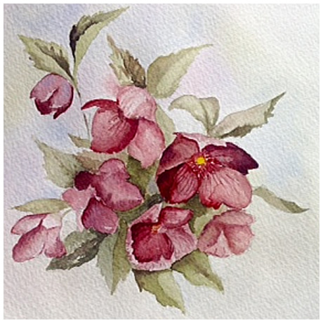 'Hellebore' watercolour