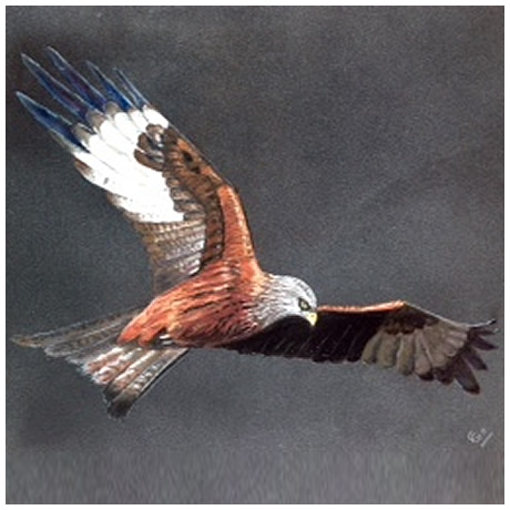 'Red Kite' pastel