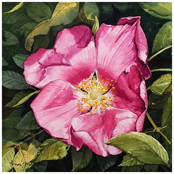 Pink Dog Rose