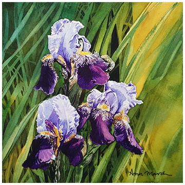 Sunlit Iris