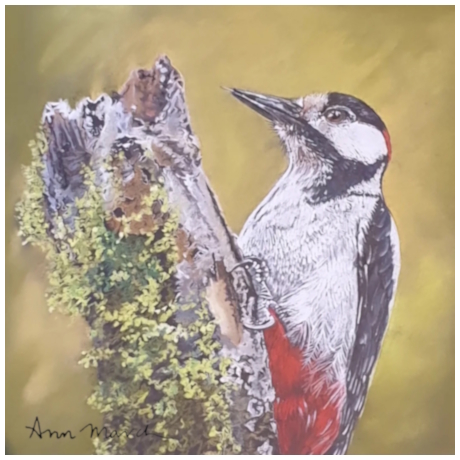 Great Spotted Woodpecker