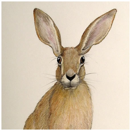 Charlie - Coloured Pencil