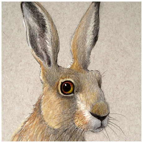 Simon Hare - Coloured Pencil